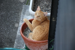 どんぶらこ♪