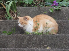 「ネコが嫌な季節」（2）