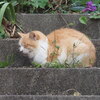 「ネコが嫌な季節」（2）