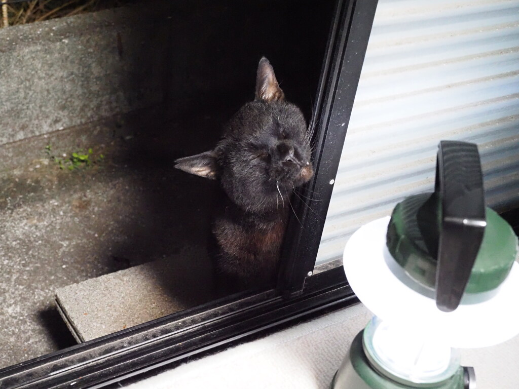 ネコをたずねて三千里♪