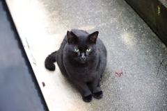 餌ちょーだい（クロネコ）♪