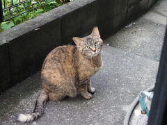 「雨上がりの朝」♪