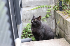 お澄ましクロネコ♪