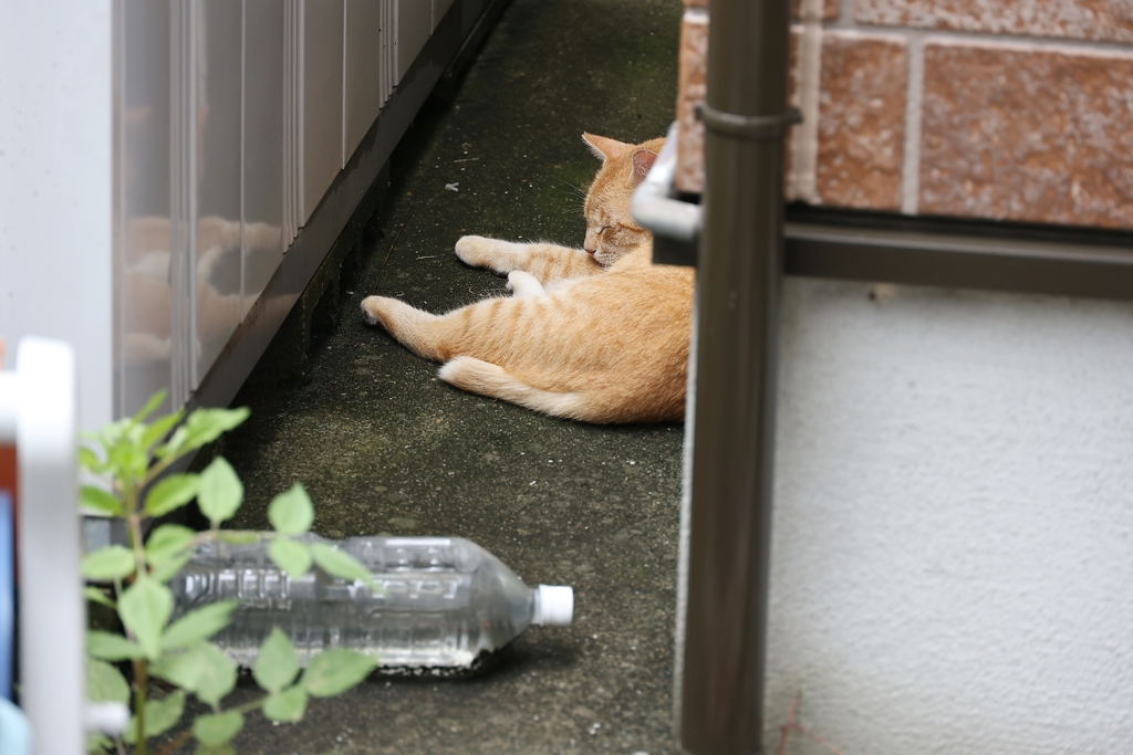 昼も来た～♪