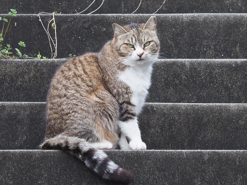 「階段のサバ白」♪