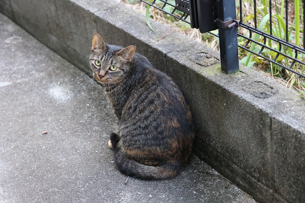 「中サバトラ」再び（続編）♪