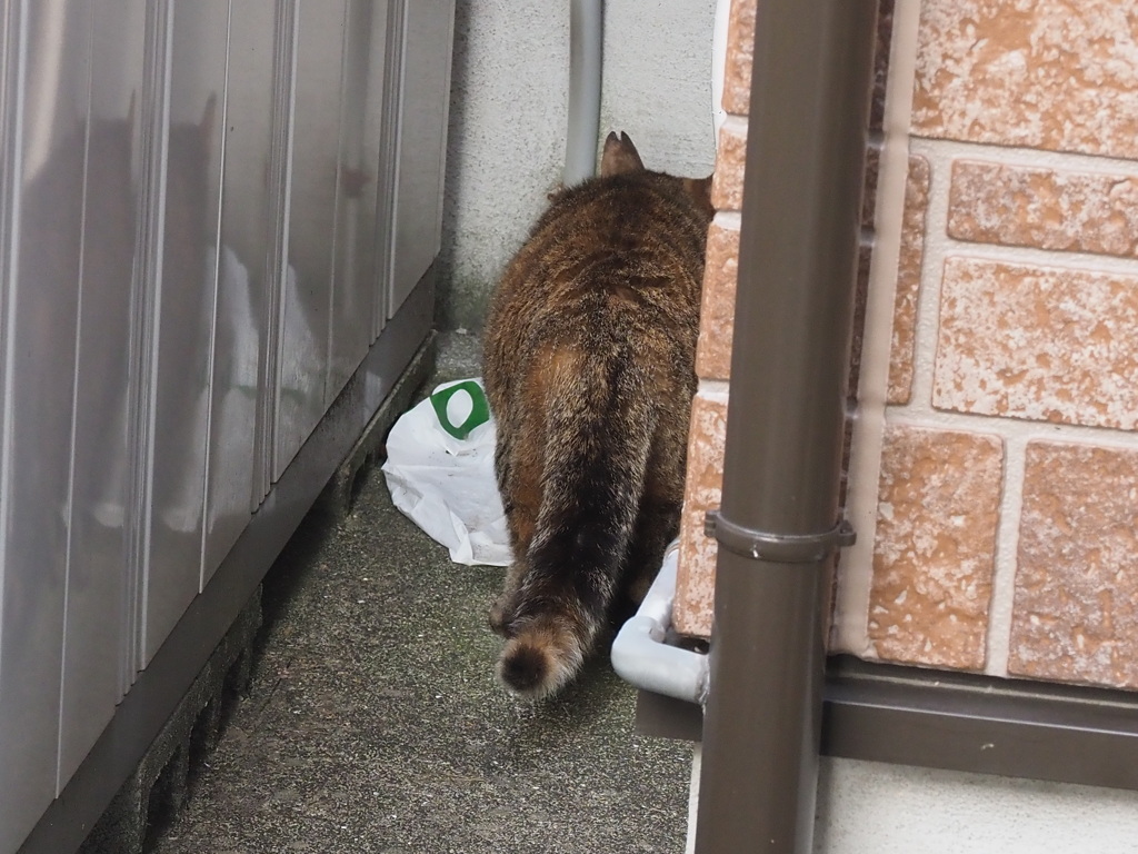 「更に追跡」♪