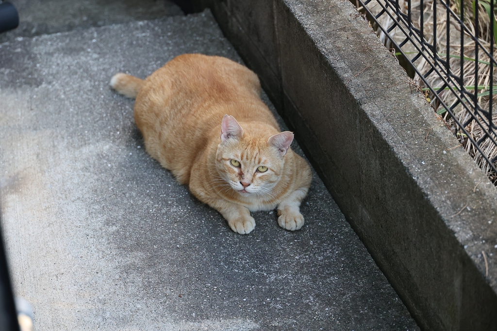 本日の3匹目♪
