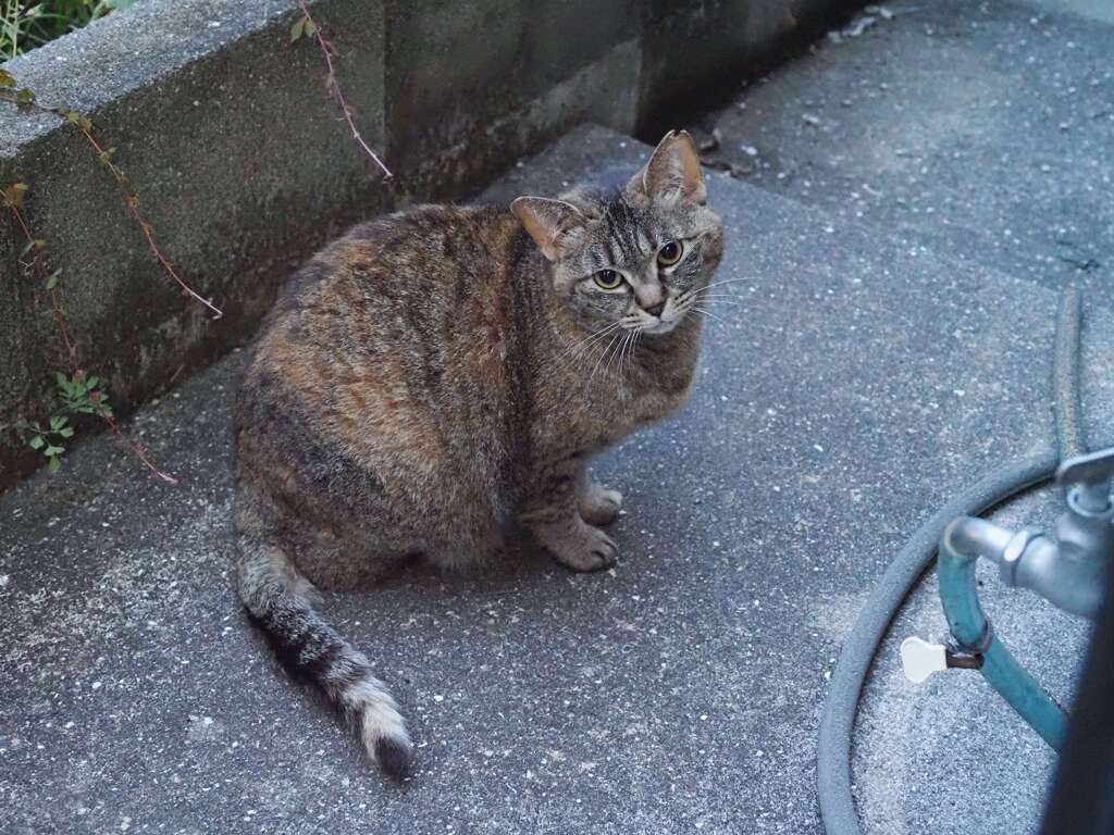 「黒い瞳」（夜明け前）♪