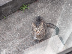 「サバトラ」来ていた　♪
