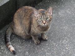 「どら美」その2　♪