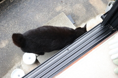 擦りつける♪