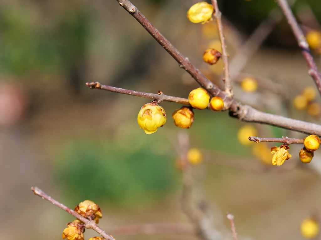 ソシンロウバイ♪