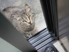 何回来るのだ（餌ねだり）♪