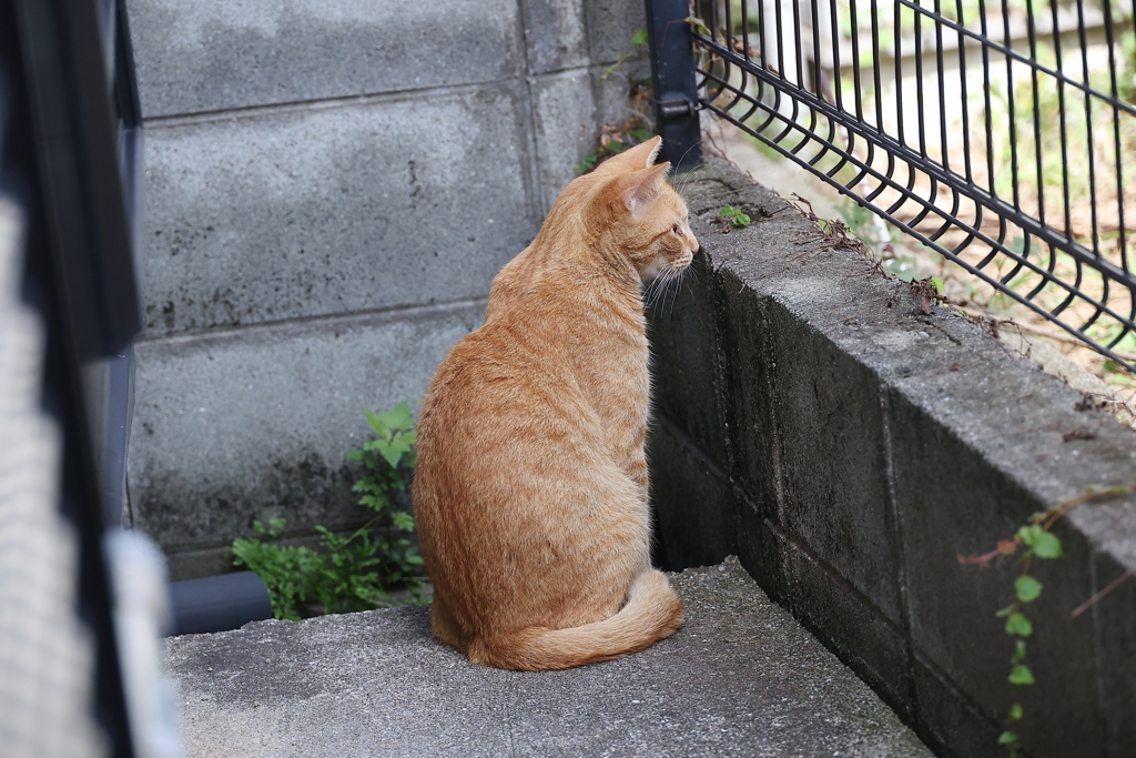 外を見ている♪