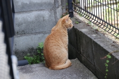 外を見ている♪