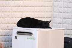 ネコは、○○で♪