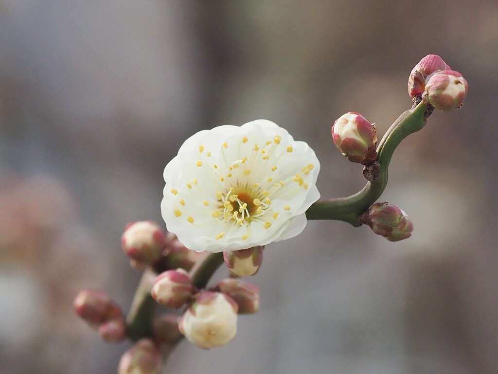 「待ち遠しい春」♪