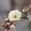「待ち遠しい春」♪