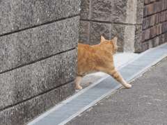 「偵察」♪