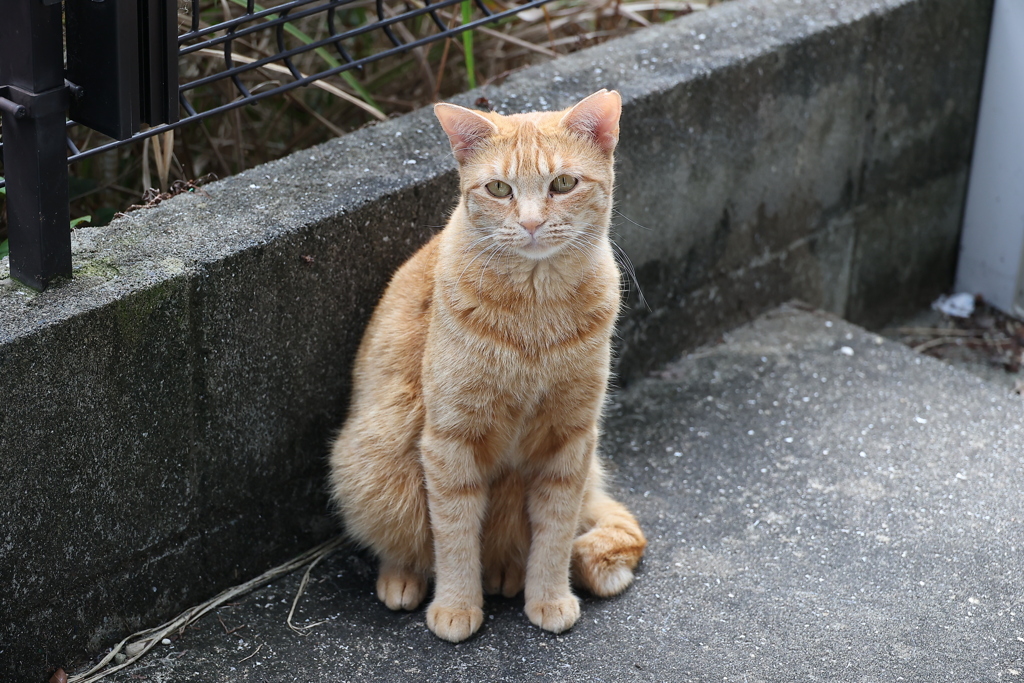 こっちにおいで♪