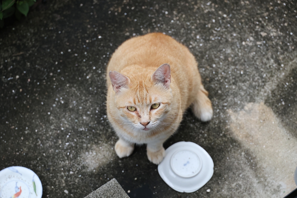 餌欲し～（大茶トラ）♪