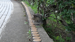 変形・香箱座り♪