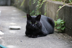 餌待ち（七夕の朝）♪