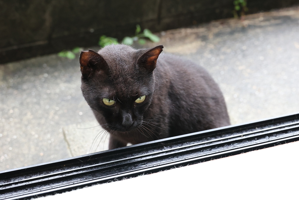 ネコは、クネクネ♪