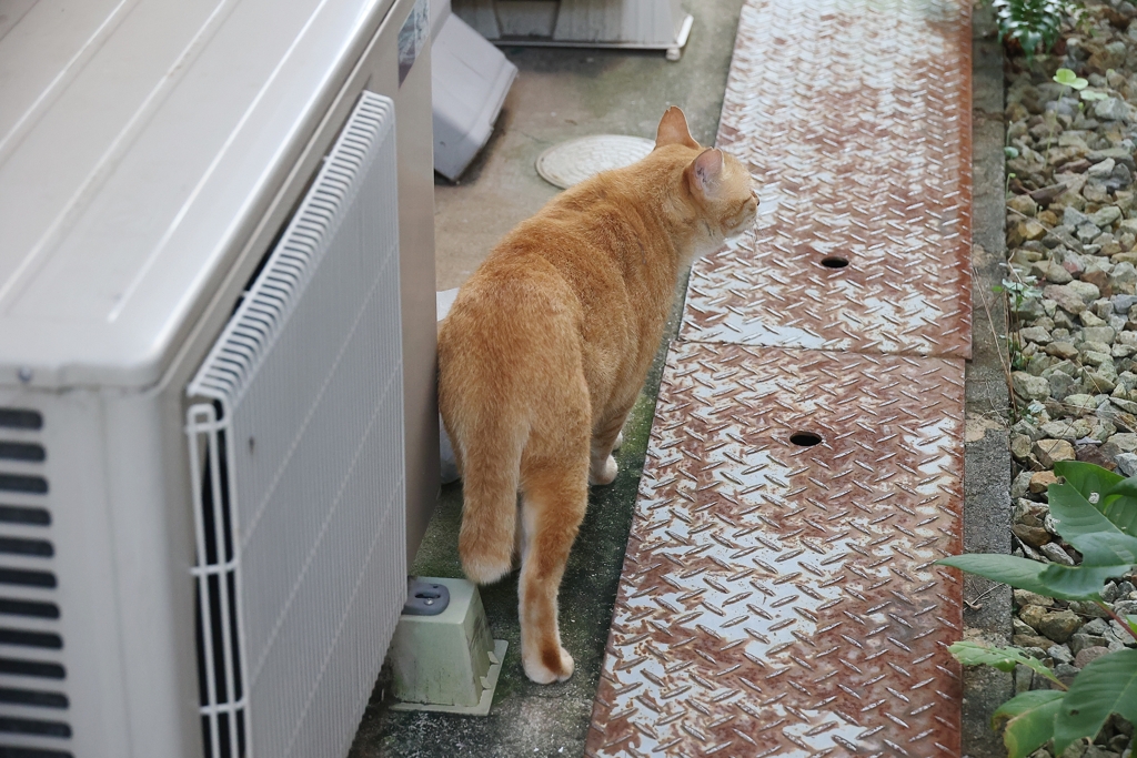 泰然自若♪