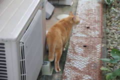泰然自若♪
