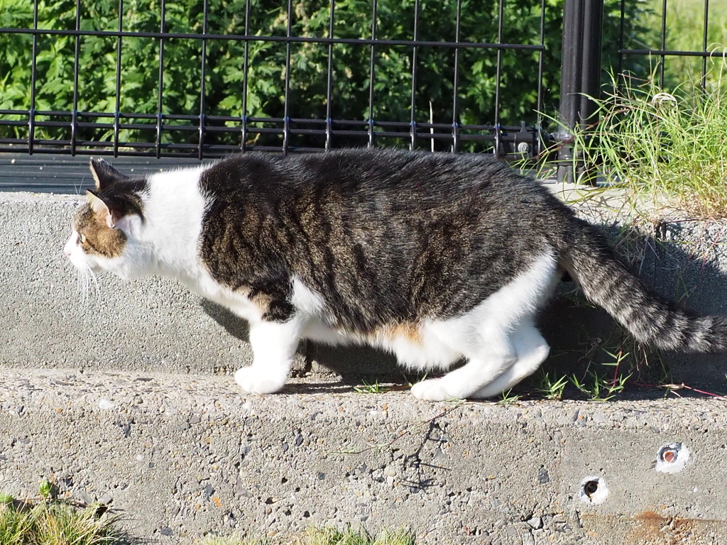 「虎視眈々」（続々編）♪