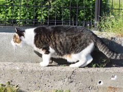 「虎視眈々」(続々編)♪ 「虎視眈々」(続々編)♪