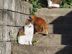 「陽だまり」♪