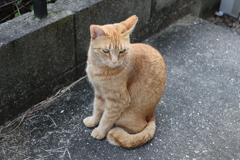 今日も来たよ（中茶トラ）♪