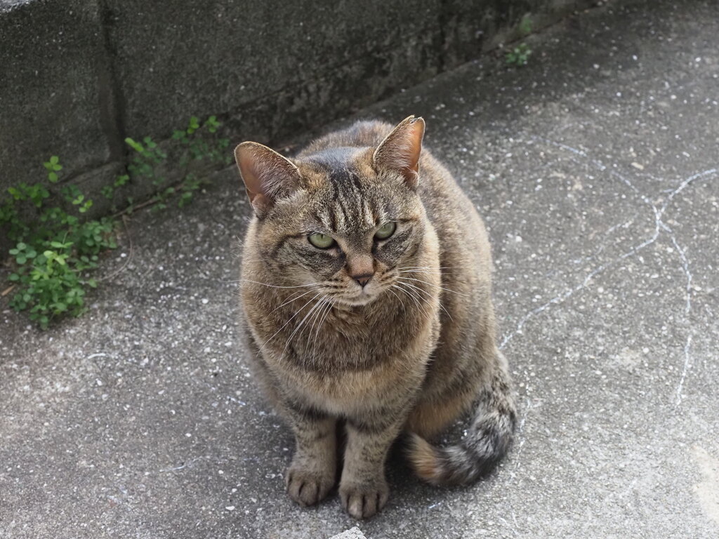 「どら美」登場♪