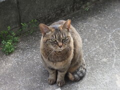 「どら美」登場♪