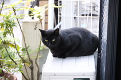 コラッ！（室外機乗り）♪