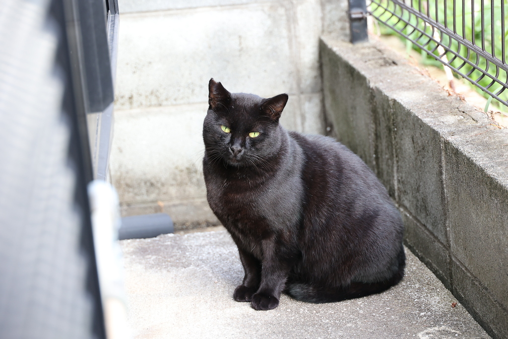 昼ネコ（クロネコ）♪