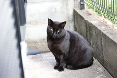 昼ネコ（クロネコ）♪