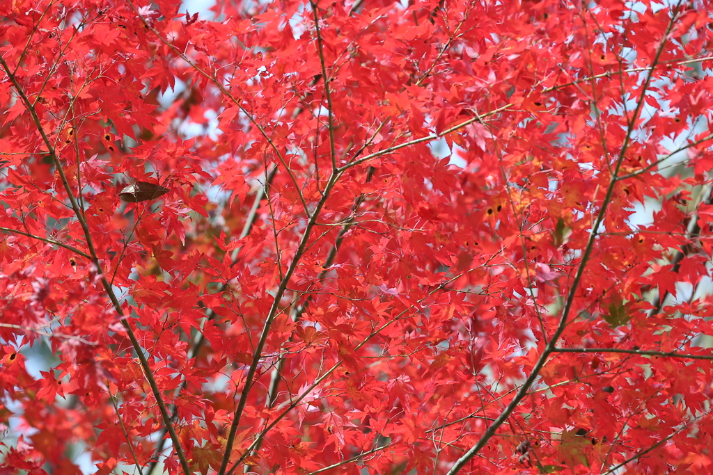 紅葉色♪