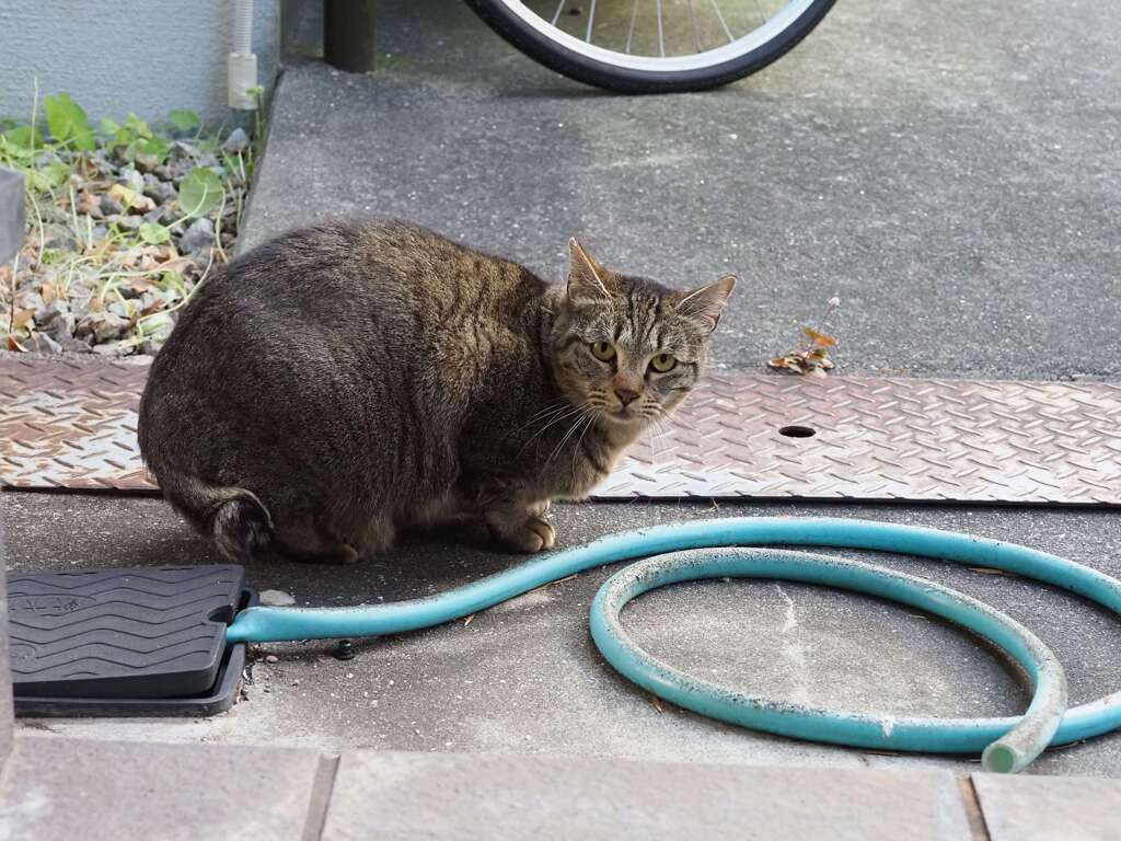 ガチンコ回避♪