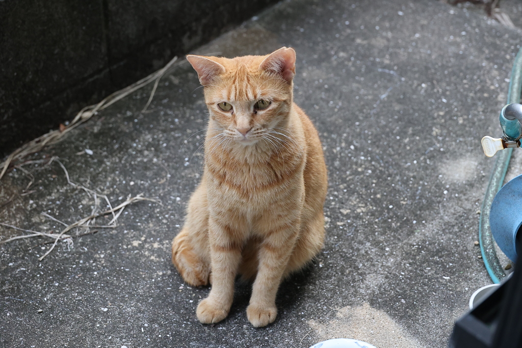 微かな声♪