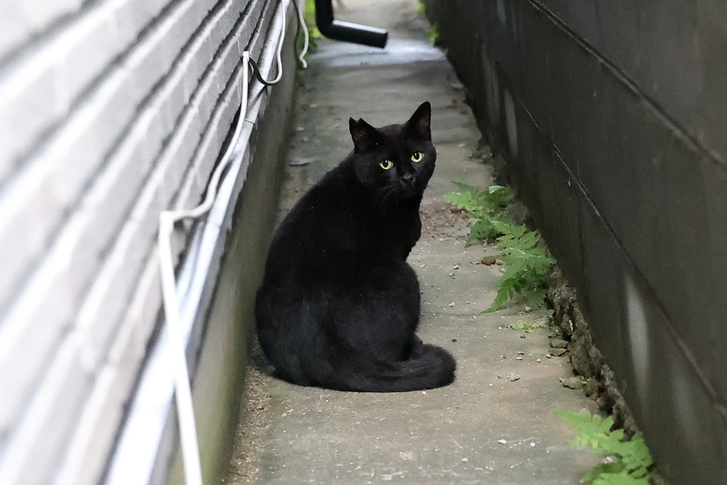 隠れてもダメ♪