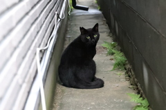 隠れてもダメ♪