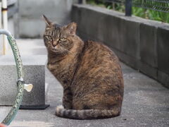 「夕方も来るか」♪ 「夕方も来るか」♪