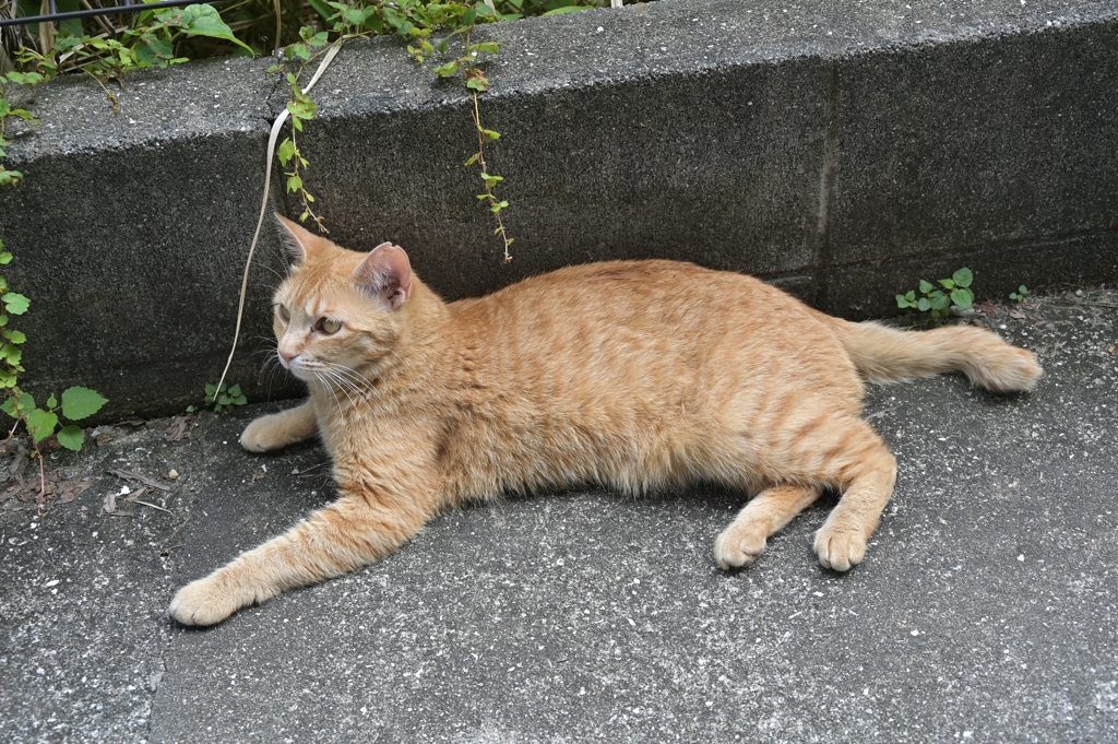 ティータイムの前に（茶トラ）