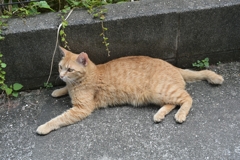 ティータイムの前に（茶トラ）