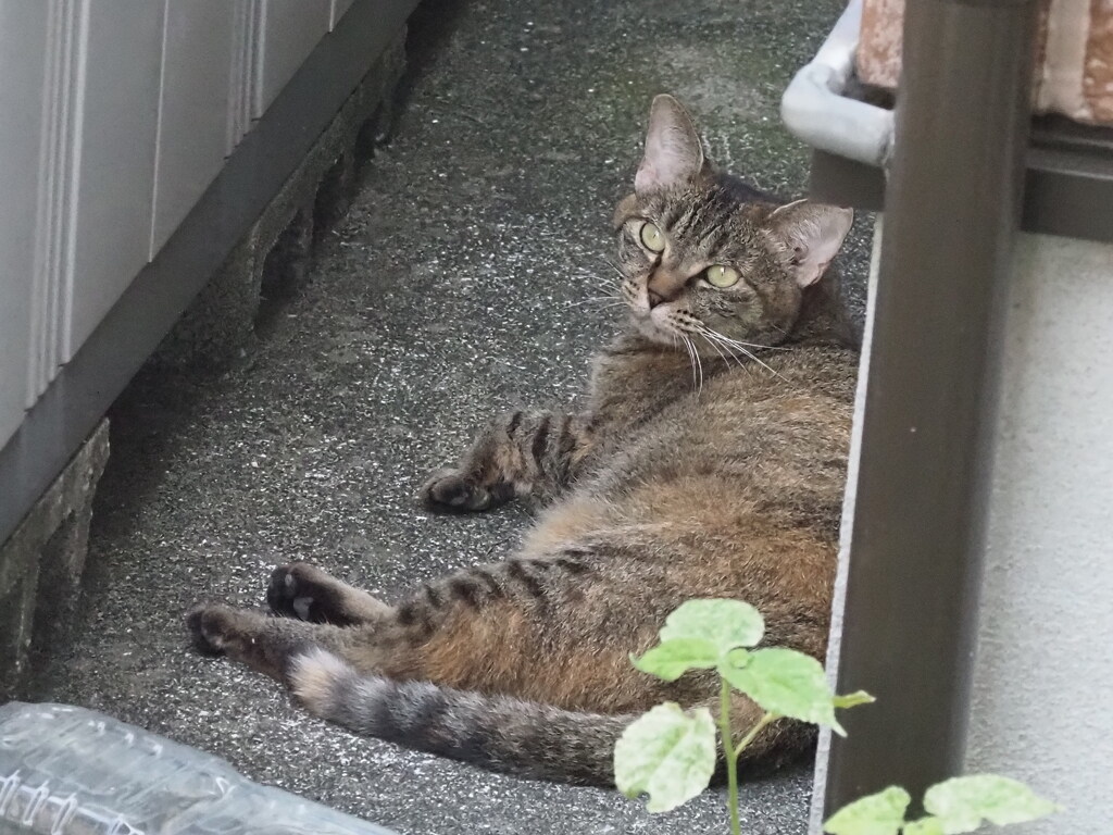 「ねこも、辛いよ」♪