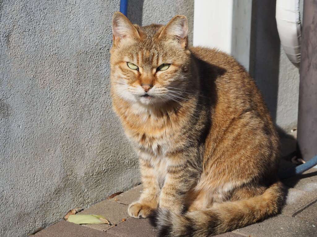 「目つき悪い」♪